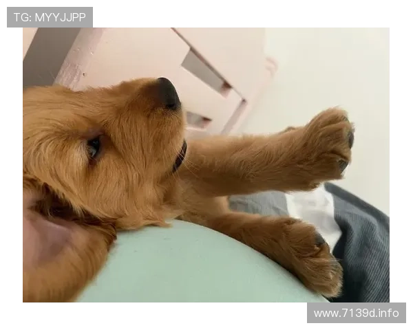 阿呆睡觉直播视频爆红网络，超萌睡姿引网友疯狂围观